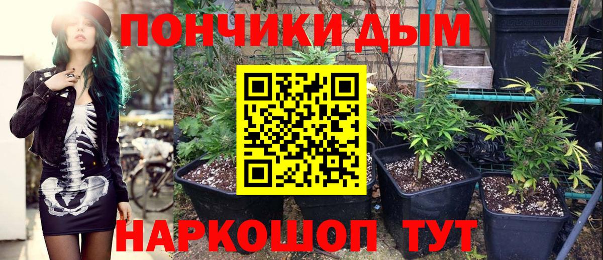 Бошки марихуана сатива Гудермес